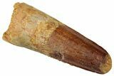 Fossil Spinosaurus Tooth - Real Dinosaur Tooth #329522-1